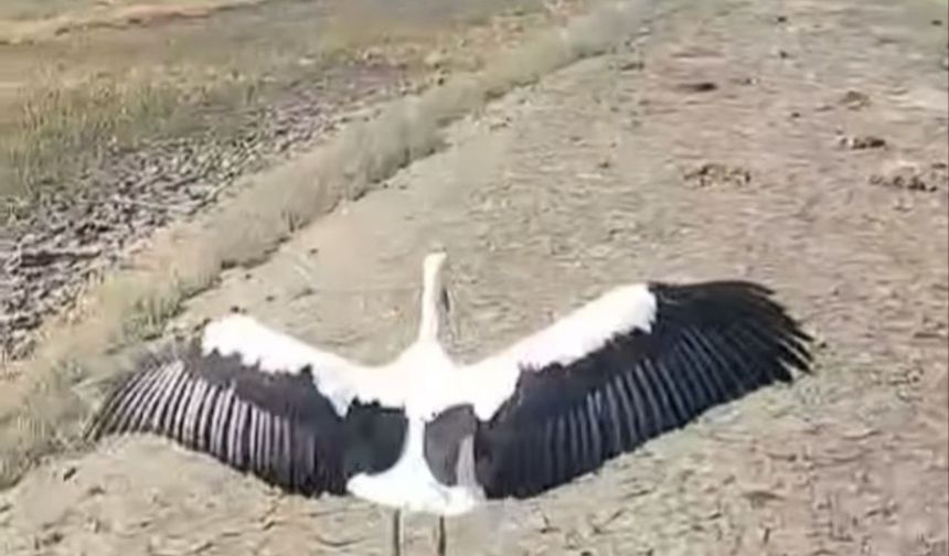 Burdur Gölü’nde Leylek Doğaya Bırakıldı