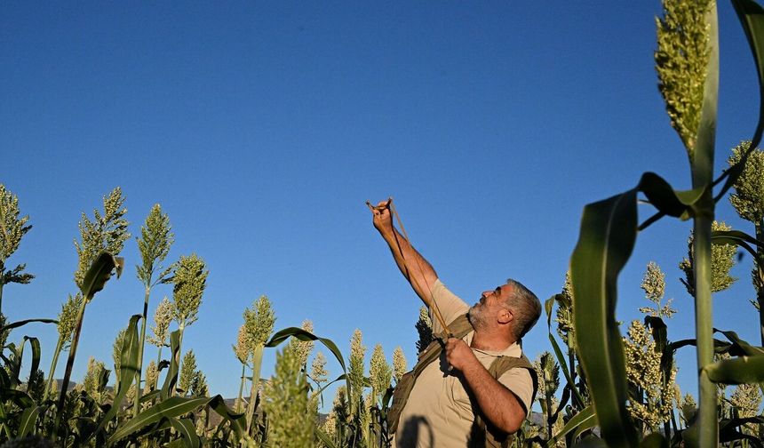 Kahramanmaraş çiftçilerinden dronlu nöbet