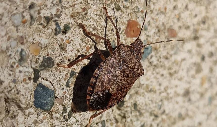 Kahverengi Kokarca popülasyonu zirveye ulaştı: Uzmanlardan bahar uyarısı