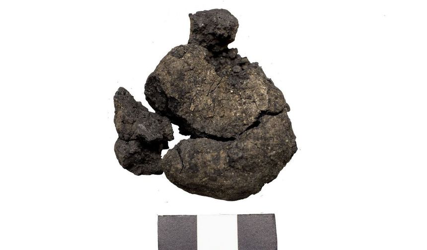 4 bin yıllık nohut ve 8 bin 600 yıllık ekmek kalıntıları gün yüzüne çıkarıldı