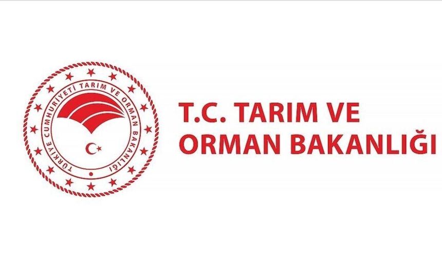 Bakanlık: Kıvırcık marulların tarlada koyunlara yem edildiği iddiası dezenformasyon