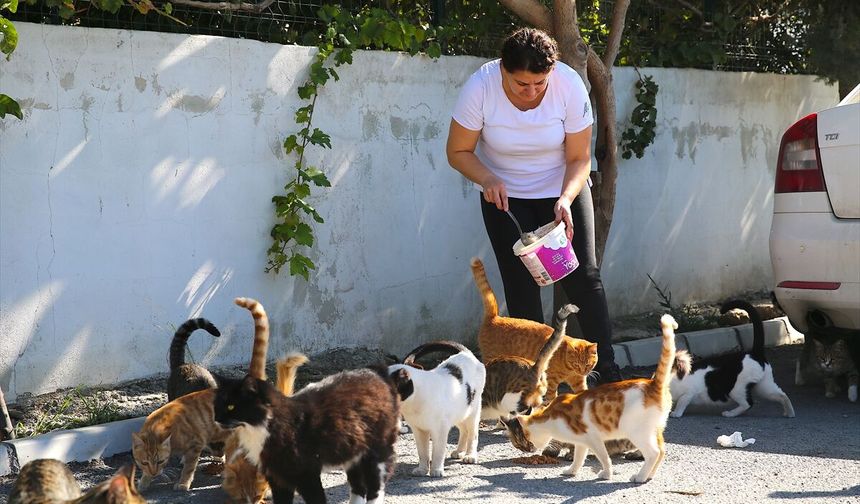 Depremzede Canan Göçmen, 30 sahipsiz kediye yuva oldu