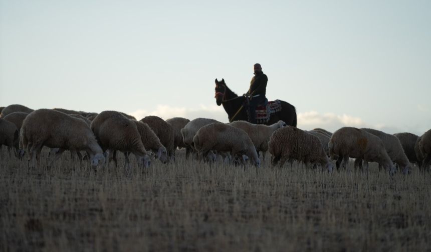 Medya dünyasından hayvancılığa: İstanbul stresini bırakıp köyde huzuru buldu