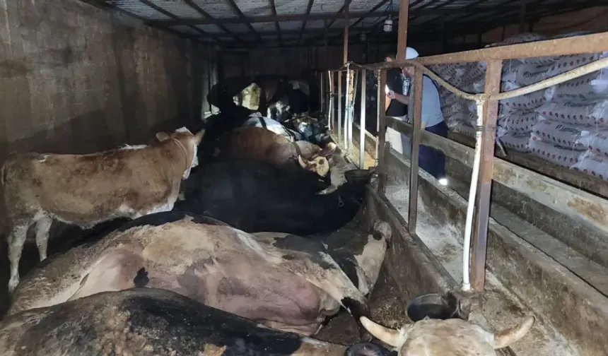 Kahramanmaraş’ta 6 büyükbaş hayvan yanarak can verdi