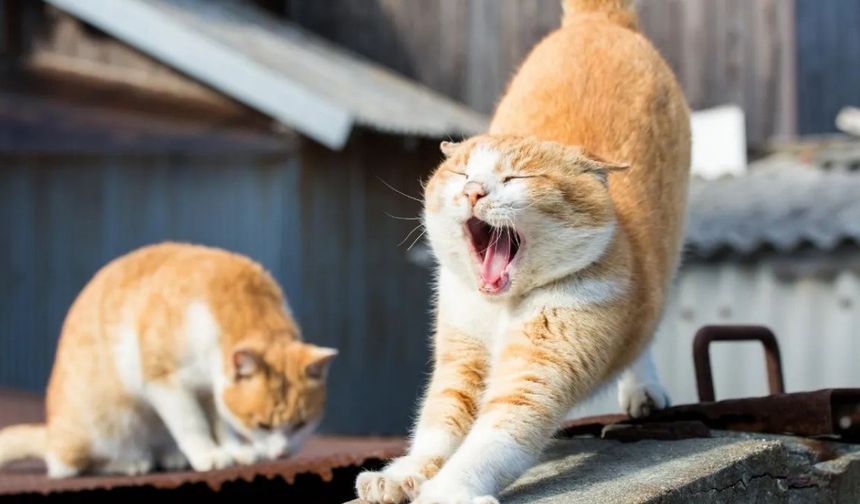 Kedilerin Sürekli Esnemesinin Sebebi Ortaya Çıktı