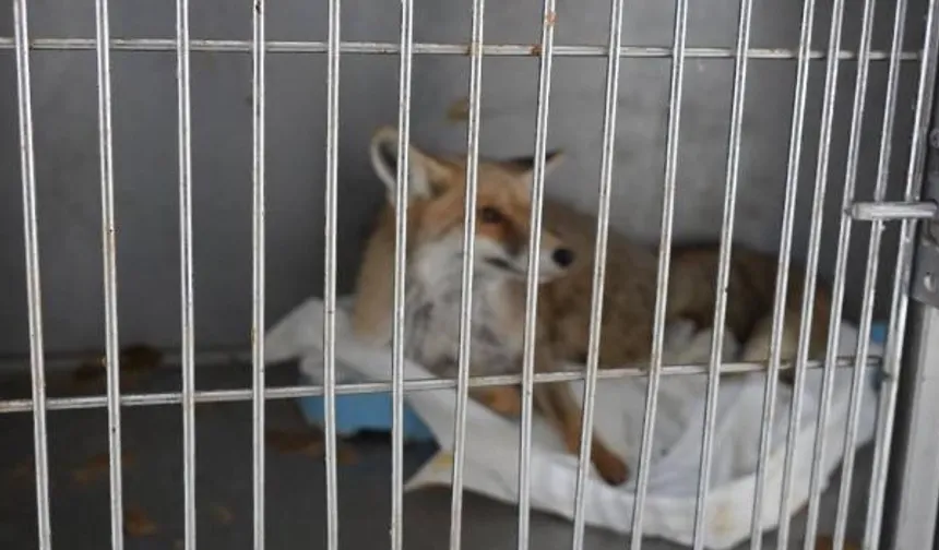 Adıyaman’da Yaralı Tilki 3 Haftalık Tedavi Sonrası Doğaya Bırakıldı