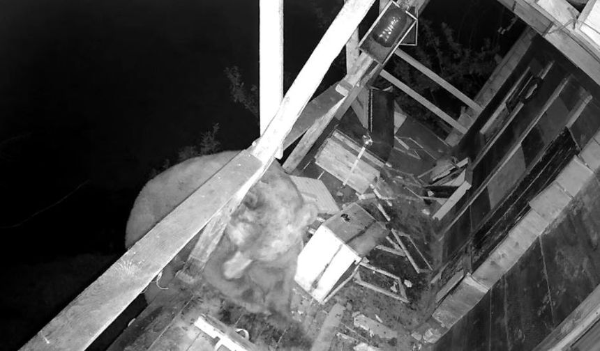 Balkona Tırmanan Ayı Kovaları Parçalayıp Balları Yedi