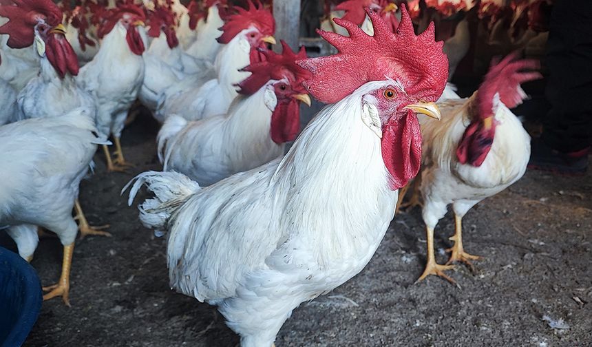 Hobiydi, iş oldu, 3 yılda 850 etlik horoz yetiştirdi