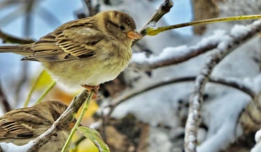 Kahramanmaraşlı genç fotokapanla yaban hayatını görüntüledi! İşte doğadan 7 büyüleyici kare