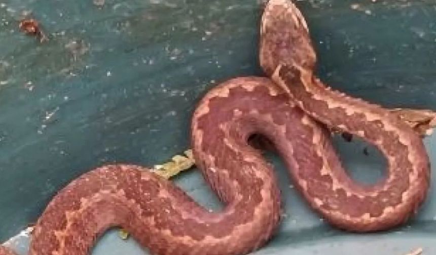 Kış Uykusundaki Yılan Bahçede Görüldü