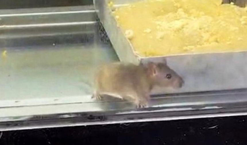Mide bulandıran görüntü: Börek tezgahlarında fare cirit attı