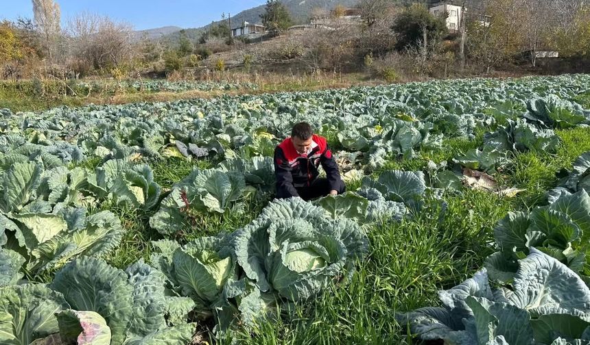 Osmaniye'nin Hasanbeyli İlçesinde Ata Tohumu Lahana Hasadı Yapıldı