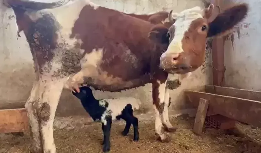 Tokat’ta annesi ölen kuzuyu inek emziriyor