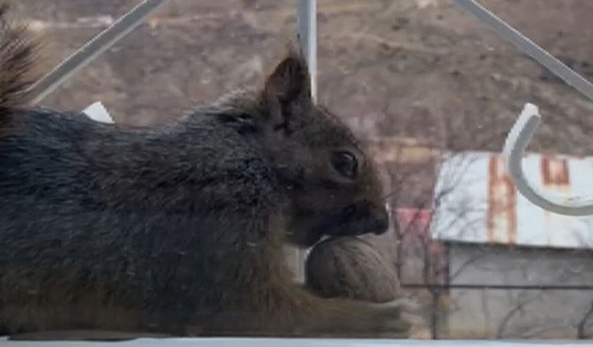 Aç kalan sincaplar pencerelere misafir oluyor