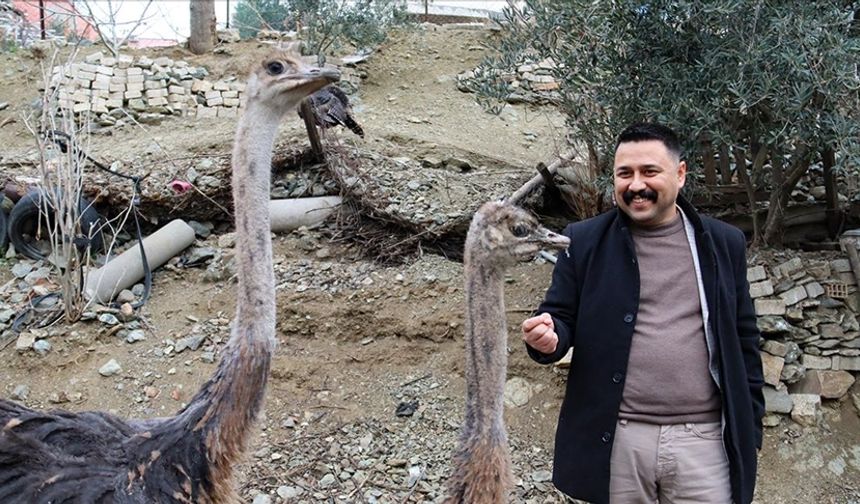 Arkadaşının hediyesiyle başladığı deve kuşu yetiştiriciliğini çiftlikte sürdürmek istiyor