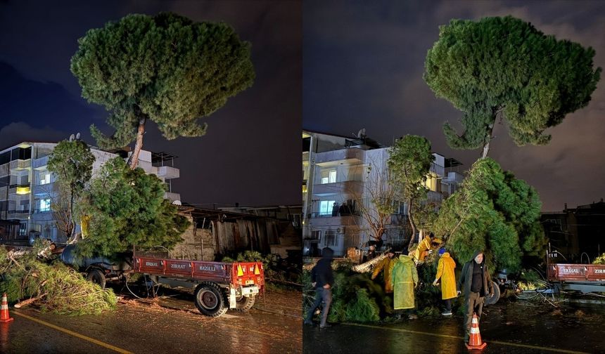Aydın Nazilli’de fırtına ağaç devirdi, elektrik telleri koptu