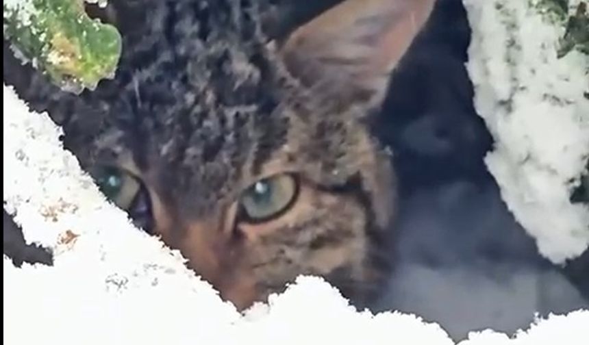 Karla kaplı ormanda yaban kedisi fotokapana yakalandı