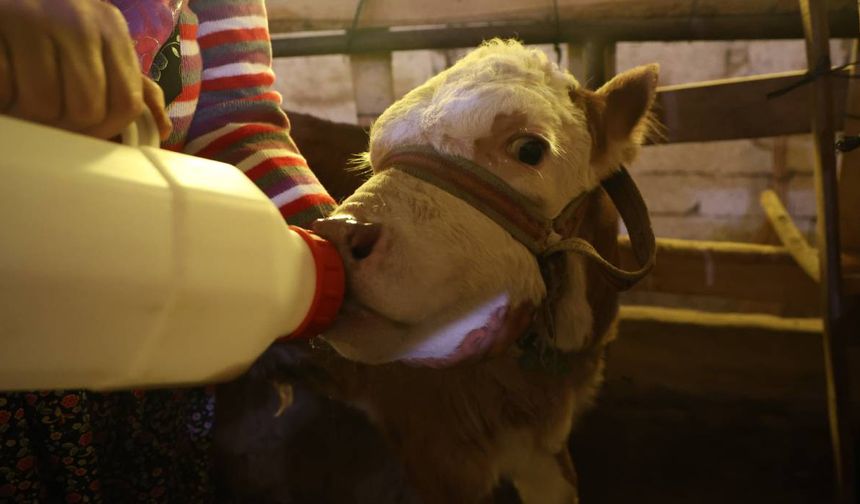 Annesi ölen buzağıyı elleriyle besliyorlar