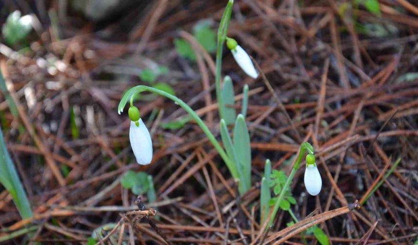 Bu çiçeği koparmanın bedeli 699 bin 245 TL