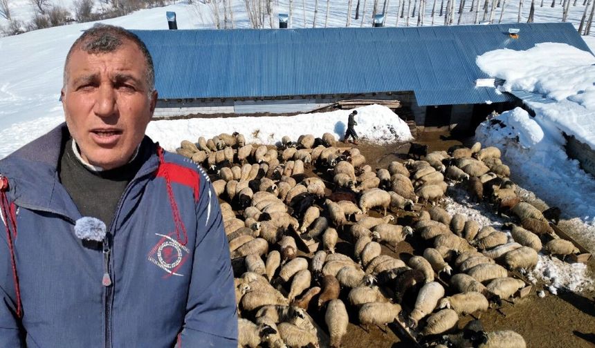 İstanbul’u bırakıp köyüne döndü, sürüsünü 680’e çıkardı