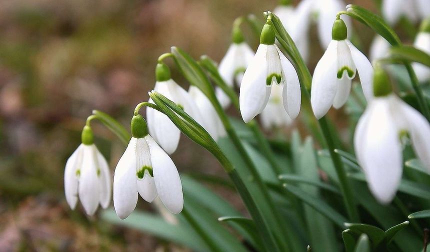 Kahramanmaraş’ta bu çiçeği koparan 700 bin TL ceza ödeyecek