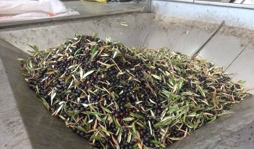 Kahramanmaraş’ta bu yıl 5 bin ton sızma zeytinyağı üretildi