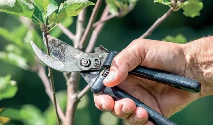 Kahramanmaraş’ta Mart Ayı Bahçe Takvimi: Bahar Gelmeden Bu 3 Bitkiyi Budayın