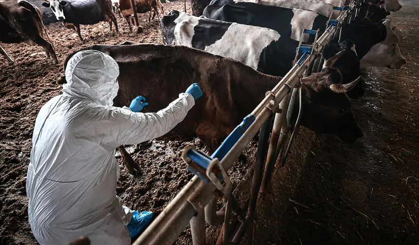 Kahramanmaraş’ta şap hastalığı için aşılama başladı