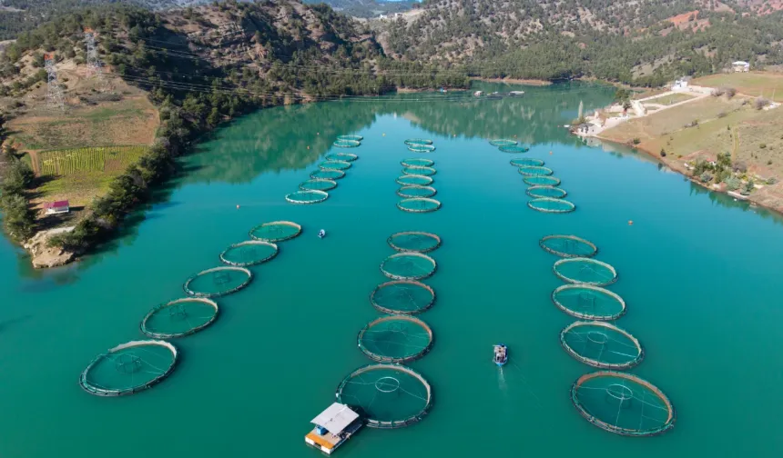 Kahramanmaraş’ta Barajlarda Üretilen Somon ve Alabalık Yurt Dışına İhraç Ediliyor