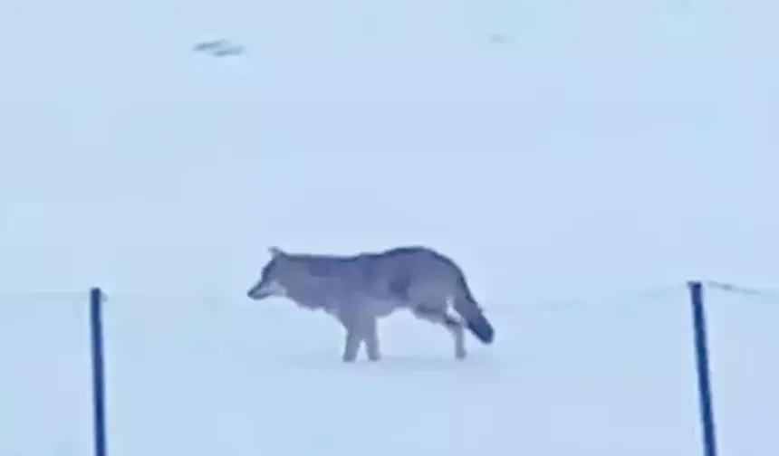 Ardahan Yalnızçam Dağları'nda 3 ayaklı kurdun yaşam mücadelesi