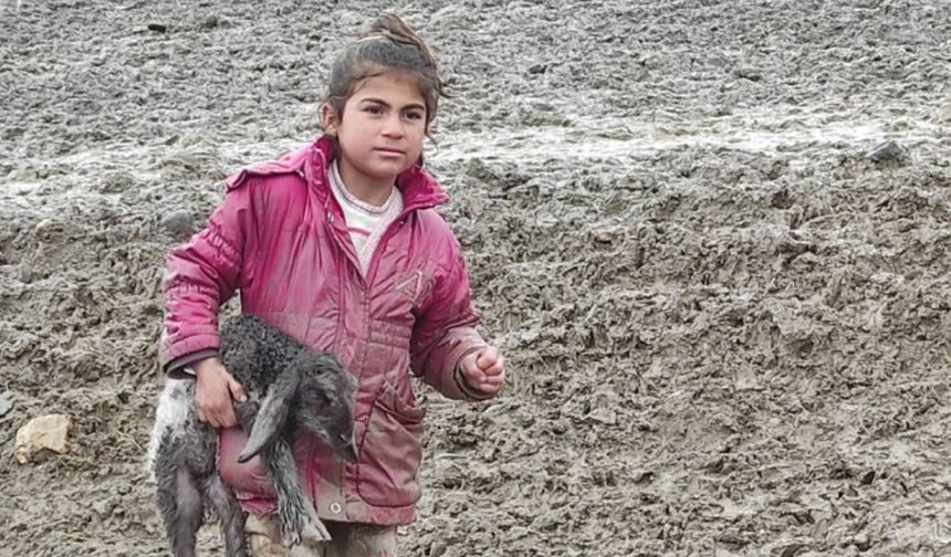 Kendisi küçük yüreği büyük: Minik Zeynep’in yeni doğan kuzuyu soğuktan korumak için gösterdiği çaba duygulandırdı