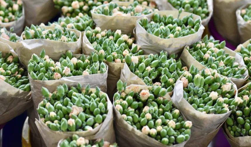 Dünya Kadınlar Günü İçin Türkiye’den 35 Ülkeye 80 Milyon Dal Çiçek