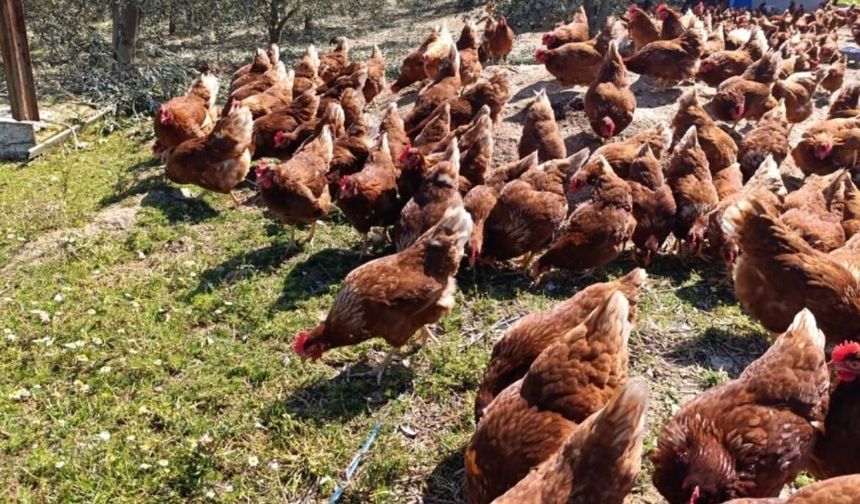 Ev kiraları şehirden kaçırdı: Manisa'da köyüne dönen girişimci gezen tavuk çiftliği kurdu