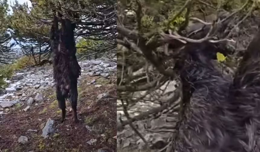 Kahramanmaraş’ta Ardıç Ağacına Takılan Keçi Hayatını Kaybetti