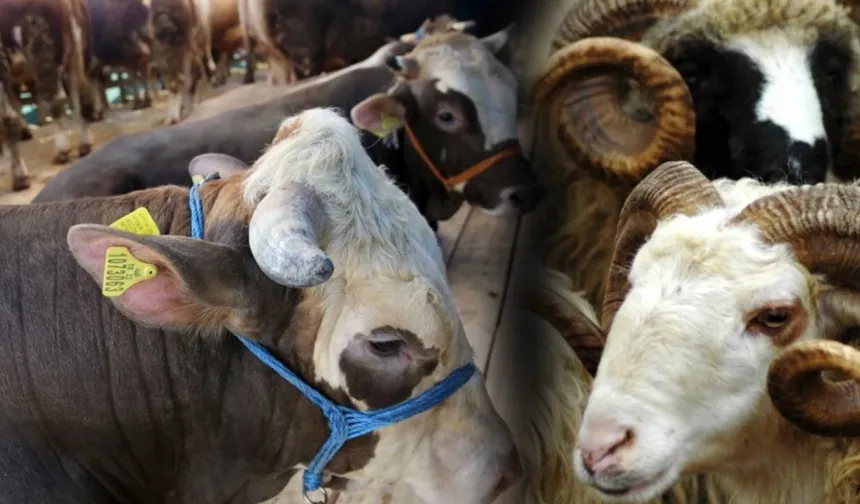 Kahramanmaraş’ta Kurbanlık Pazarlıkları Başladı: İlk Fiyatlar Açıklandı