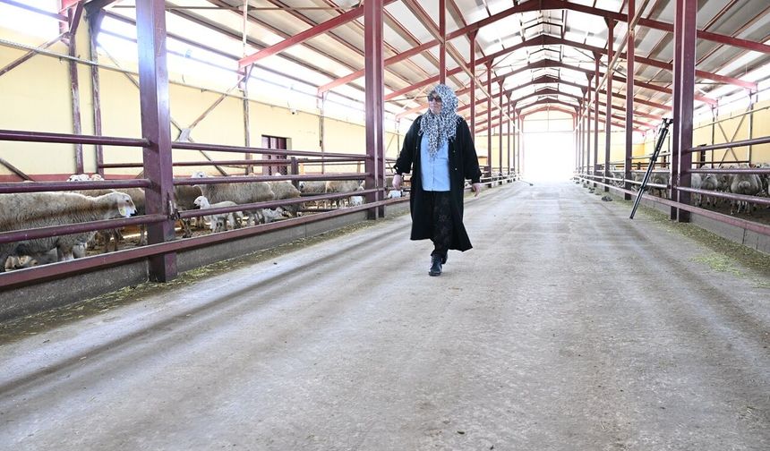Kahramanmaraş’ta muhasebeciliği bırakan kadın girişimci, devlet desteğiyle sürü sahibi oldu