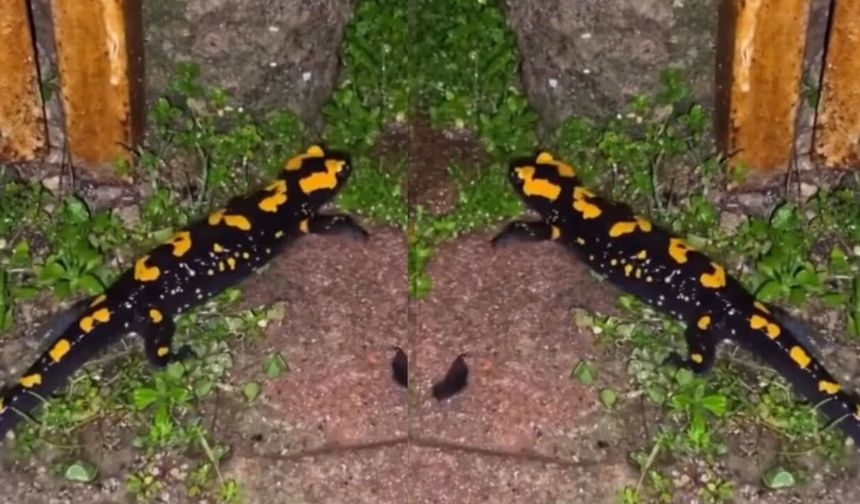 Kahramanmaraş'ta nesli tükenmekte olan özel tür ortaya çıktı