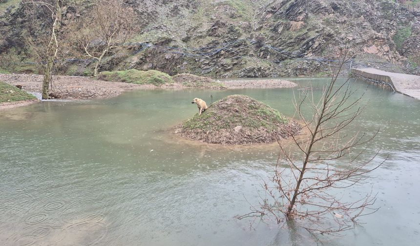 Kahramanmaraş’ta Su Birikintisinde Mahsur Kalan Köpek Kurtarıldı