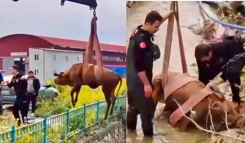Kahramanmaraş’ta Su Kanalına Düşen İnek İtfaiye Ekiplerince Kurtarıldı
