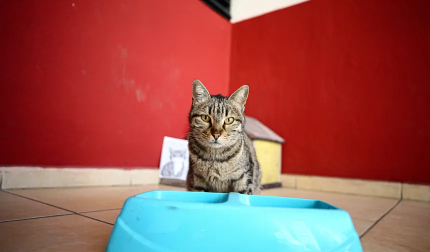 Lisede Derslere Giren Kedi Pakize Okulun Maskotu Oldu