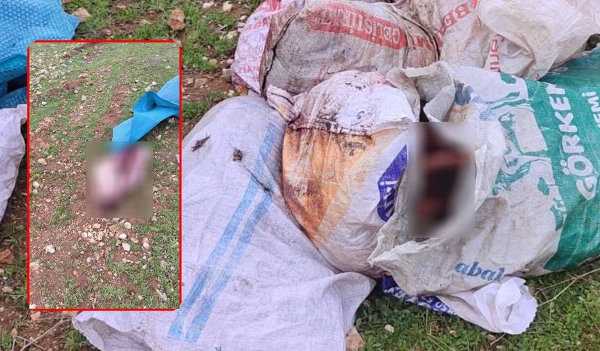 Şanlıurfa'da çuvallarda kesilmiş at başı bulundu