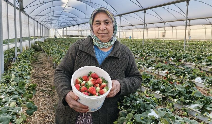 Silifke’de kadınlar gününü tarlada çalışarak geçirdiler