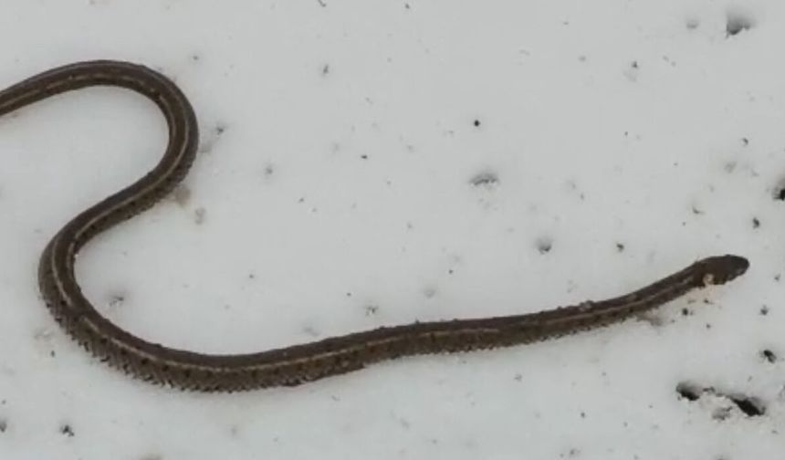 Su arızası giderilirken 1 metrelik yılan çıktı