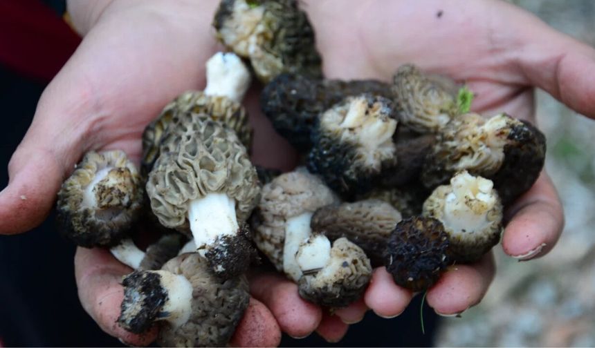 Akseki dağlarında "doğal altın" mesaisi başladı kilosu tam bin 500 TL!