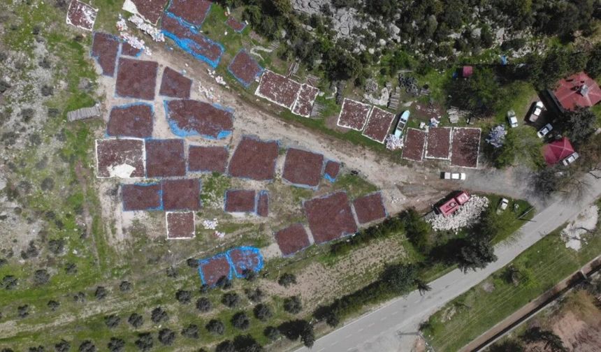 Kahramanmaraş'ta yeşil seferberlik! Kızılçam tohumları hazır