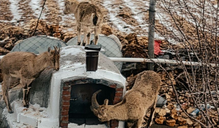 Kahramanmaraş’ta Dağ Keçileri Yerleşim Alanına İndi