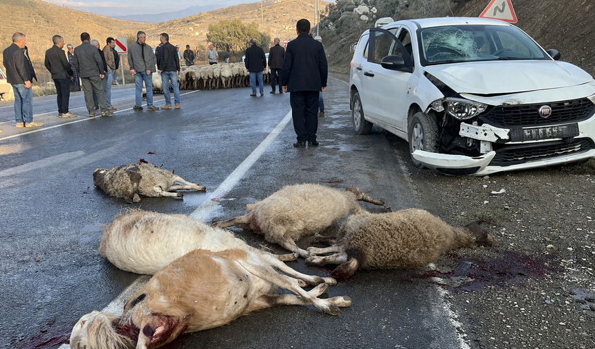 Kahramanmaraş’ta Freni Tutmayan Araç Sürüye Çarptı: 5 Hayvan Telef Oldu