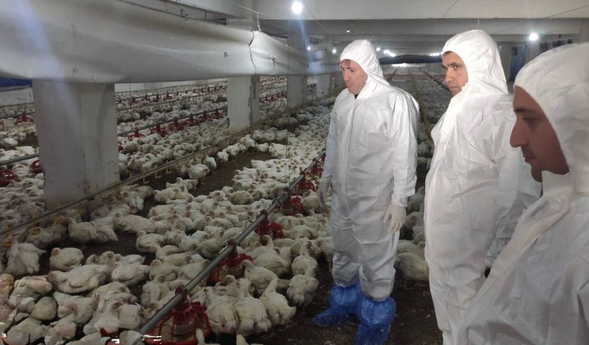 Kahramanmaraş’ta kanatlı işletmelerine sıkı denetim