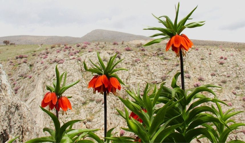 Kahramanmaraş'ta koparana 700 bin TL ceza kesilecek