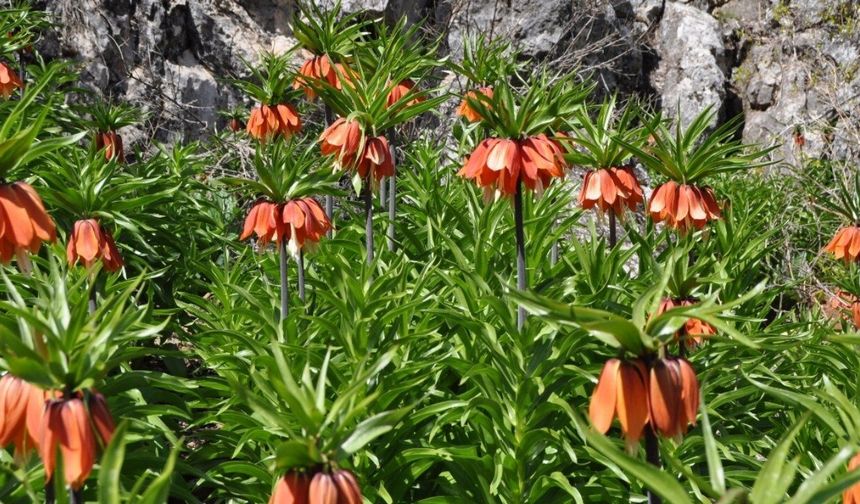 Kahramanmaraş’ta koparanlara 700 bin TL ceza uygulanıyor